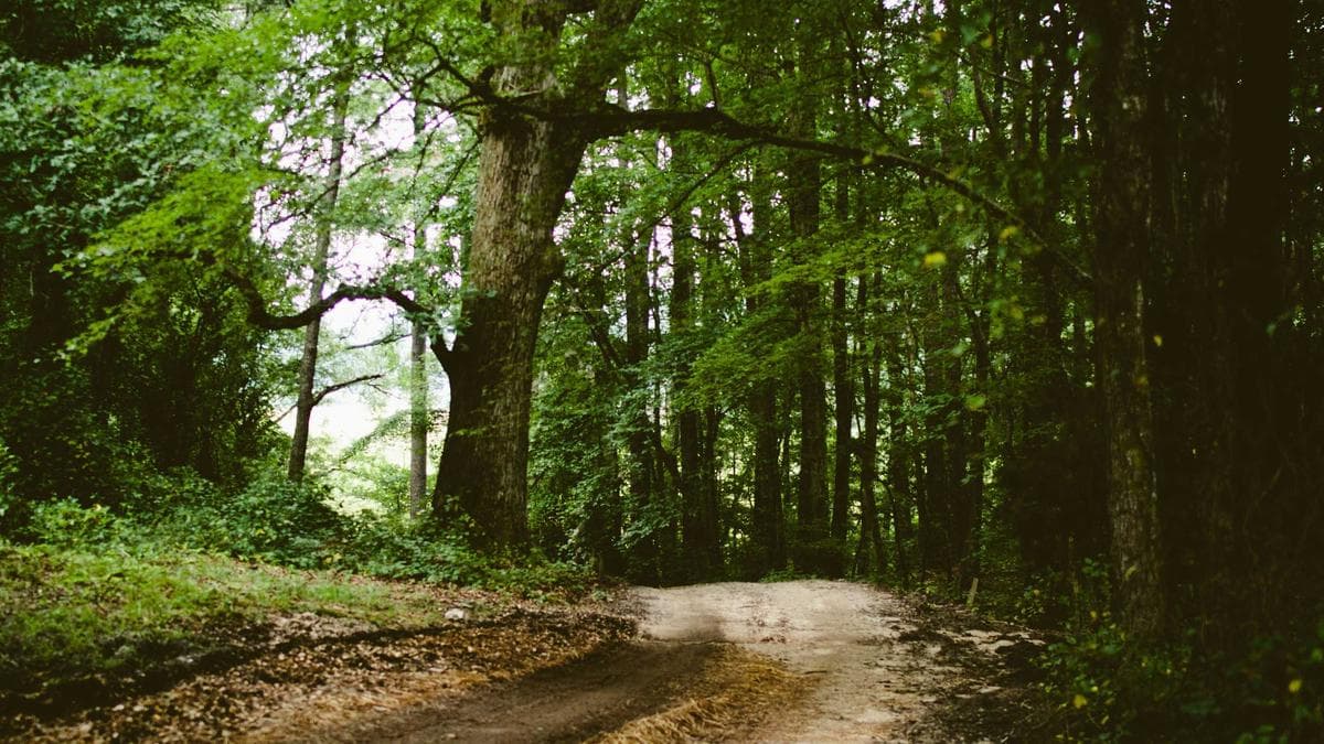 Webinar Recap: Salesforce Adoption Strategies From Practitioners